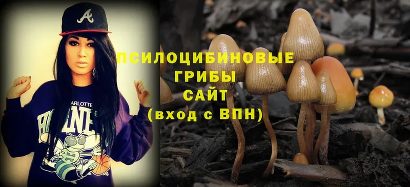 что такое наркотик  Вышний Волочёк  Галлюциногенные грибы Psilocybe 